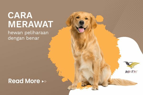 Cara merawat hewan peliharaan dengan benar