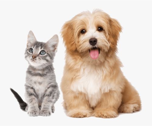 klinik hewan surabaya