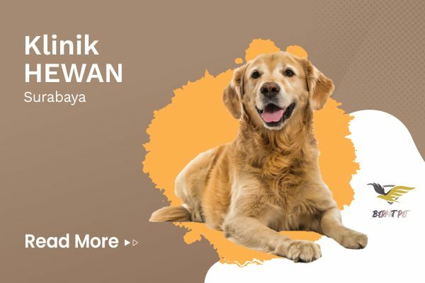 Klinik Hewan Terdekat Surabaya